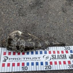 ショウサイフグ