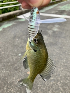 ブルーギルの釣果
