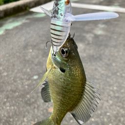 ブルーギル