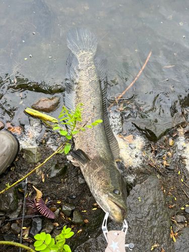 ライギョの釣果