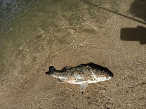 スズキの釣果