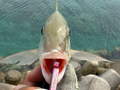 タテシマフエフキの釣果