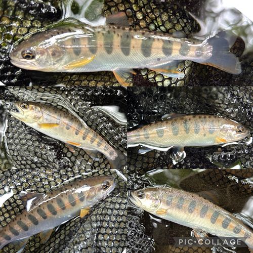 ヤマメの釣果