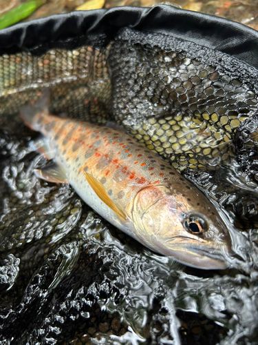 アマゴの釣果
