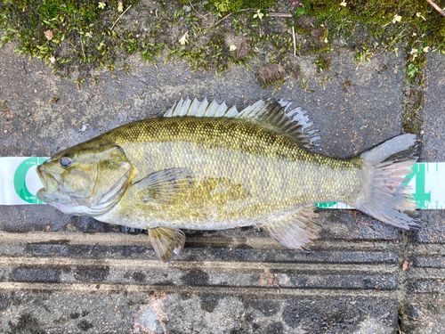 スモールマウスバスの釣果