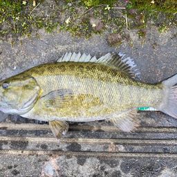 スモールマウスバス