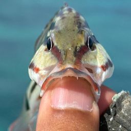 アミメフエダイ