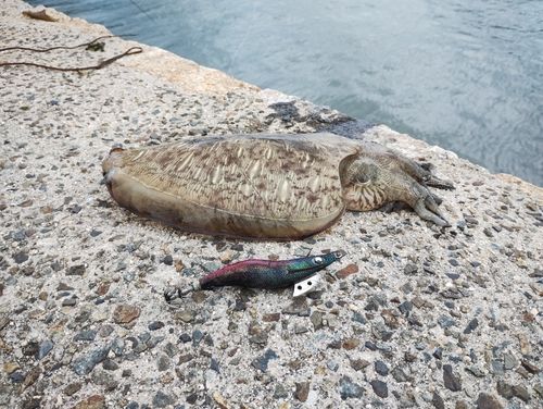 モンゴウイカの釣果