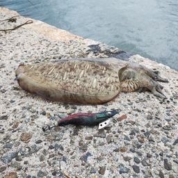 モンゴウイカ
