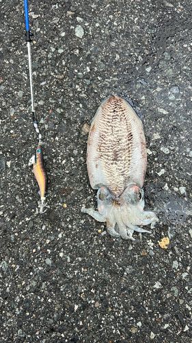 コウイカの釣果