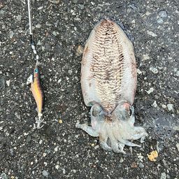 コウイカ