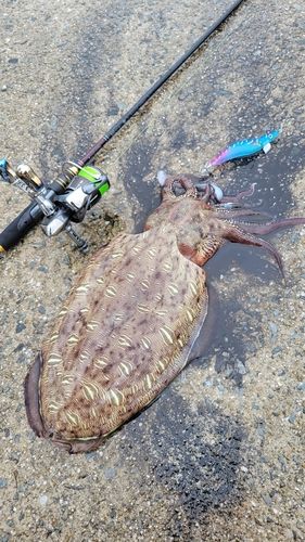 モンゴウイカの釣果