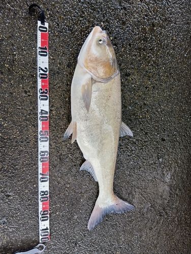 ハクレンの釣果