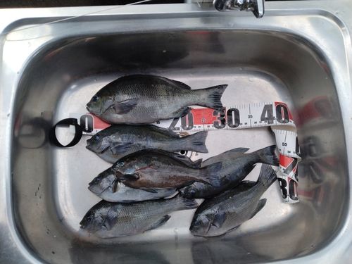 グレの釣果
