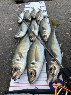 アジの釣果