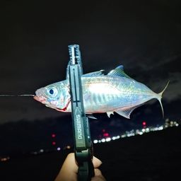 アジ