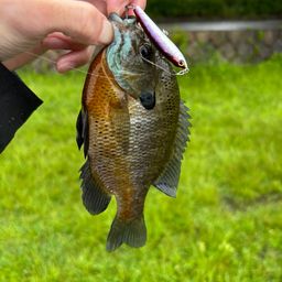 ブルーギル