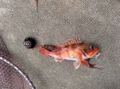 ユメカサゴの釣果