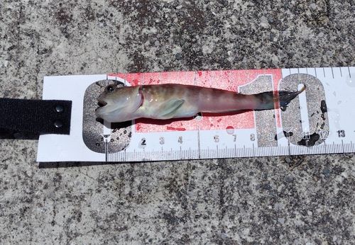 イトヒキハゼの釣果