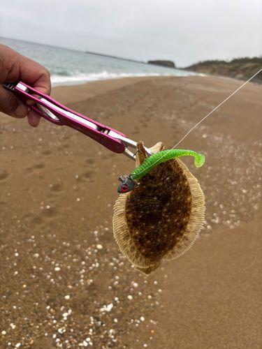 ソゲの釣果