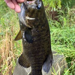 スモールマウスバス