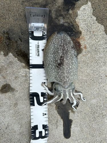 シリヤケイカの釣果