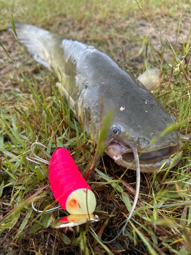 ナマズの釣果