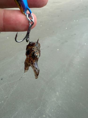 マダコの釣果