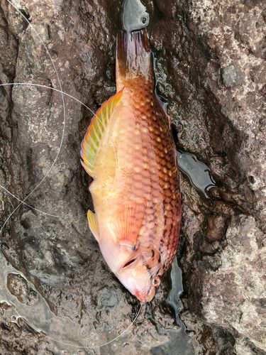 ヘダイの釣果