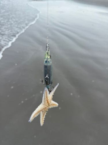 フグの釣果