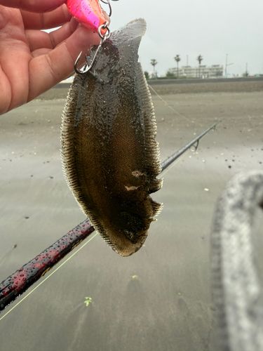 シタビラメの釣果