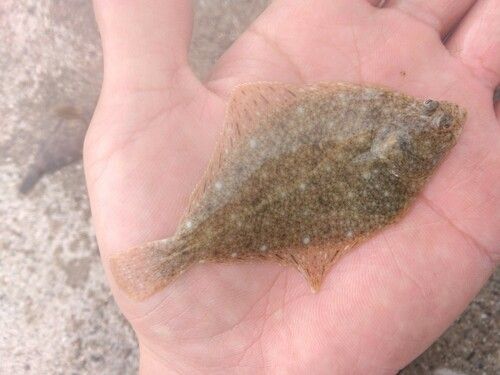 イシガレイの釣果