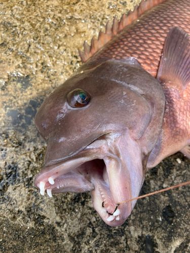 コブダイの釣果