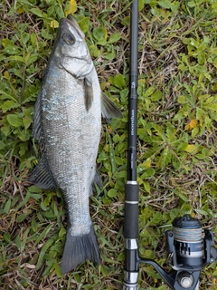 ヒラスズキの釣果