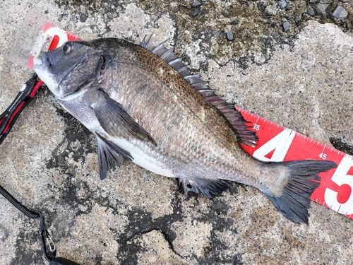 チヌの釣果