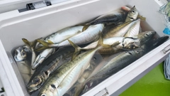 マアジの釣果