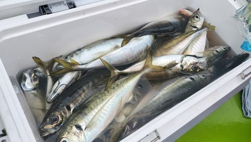 マアジの釣果