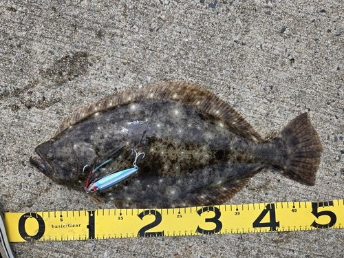 ヒラメの釣果