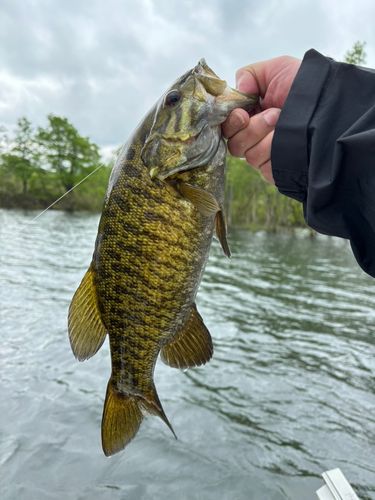 スモールマウスバスの釣果