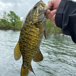 スモールマウスバス