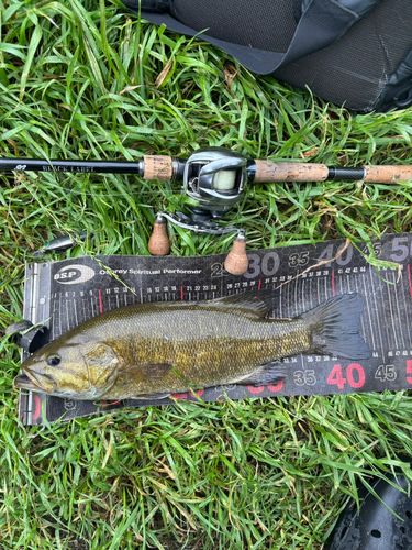 スモールマウスバスの釣果