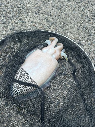 コウイカの釣果