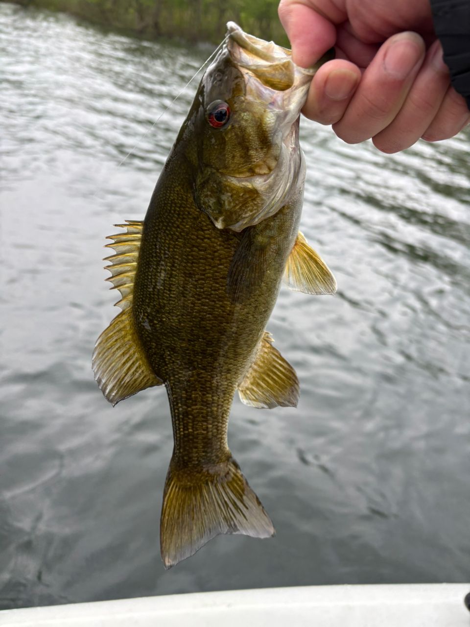 スモールマウスバス