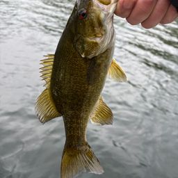 スモールマウスバス