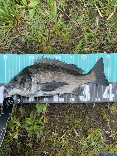 クロダイの釣果