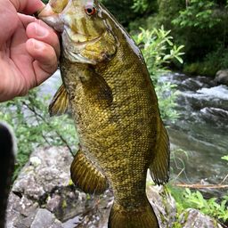 スモールマウスバス