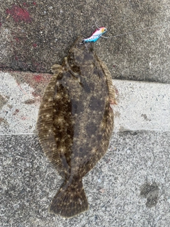 ヒラメの釣果