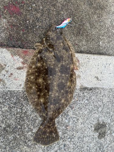 ヒラメ