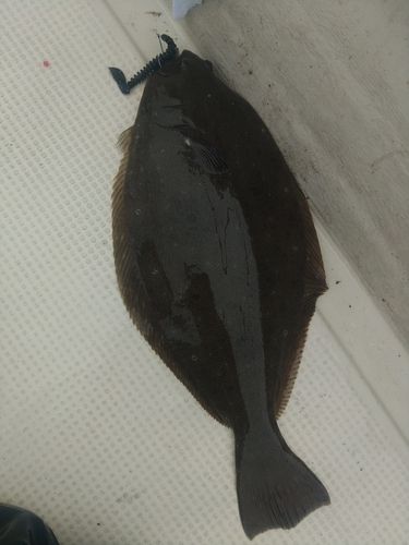 ヒラメの釣果