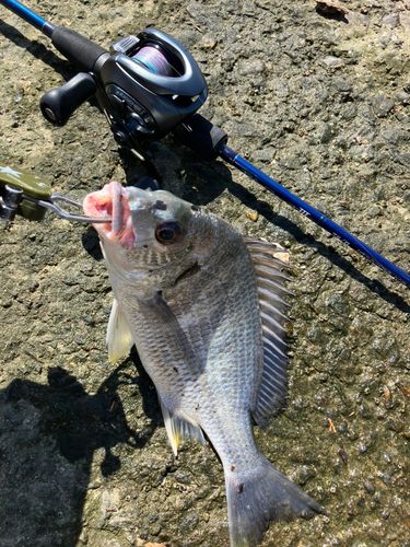 キビレの釣果